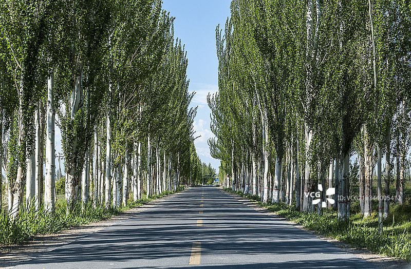 公路两边的白杨树图片素材