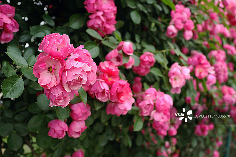 粉色玫瑰月季花墙图片素材