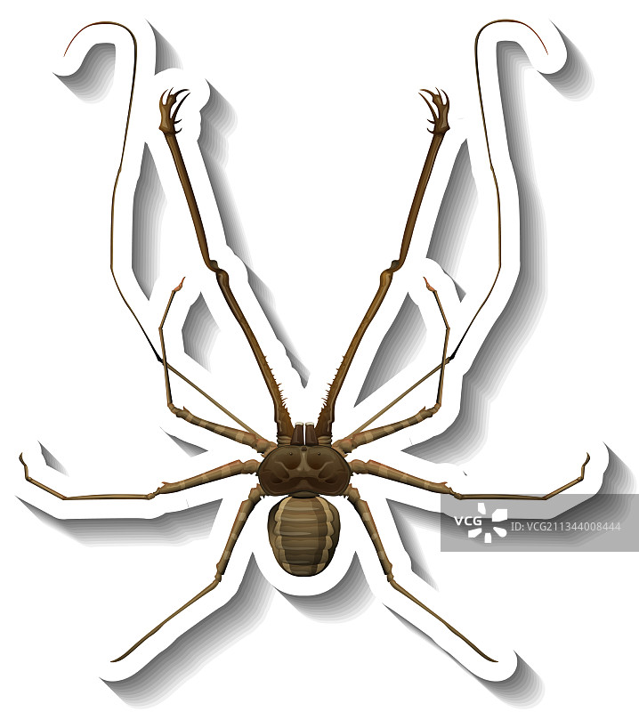 俯视蜘蛛贴纸模板图片素材
