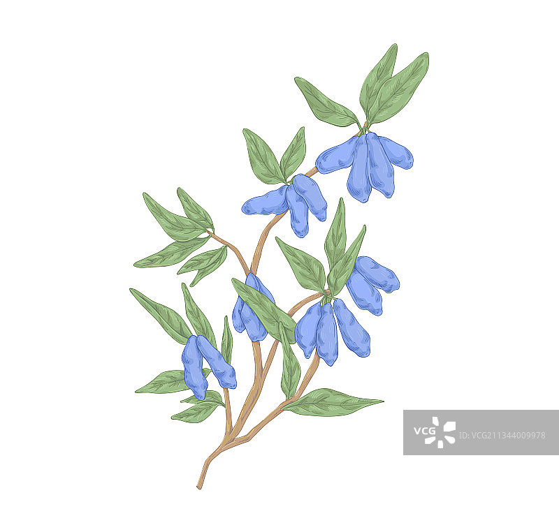 带有叶子和成熟浆果的金银花枝图片素材