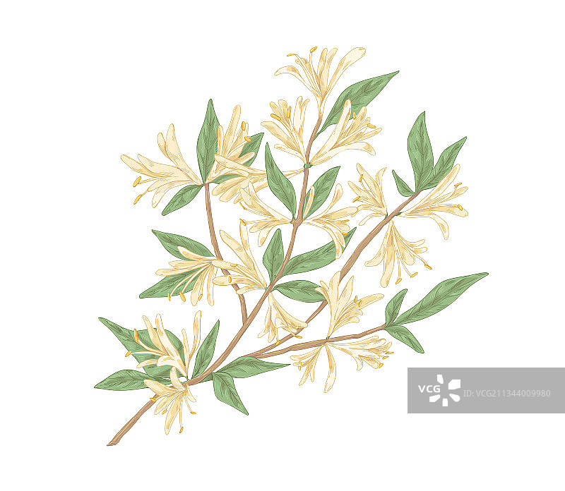 盛开的金银花枝条图片素材