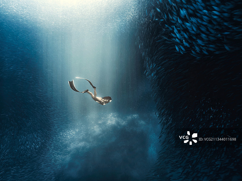 Sardines图片素材