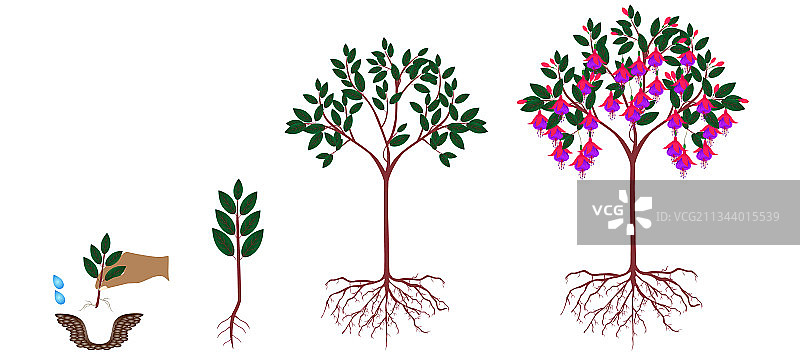 紫红色植物的生长周期图片素材