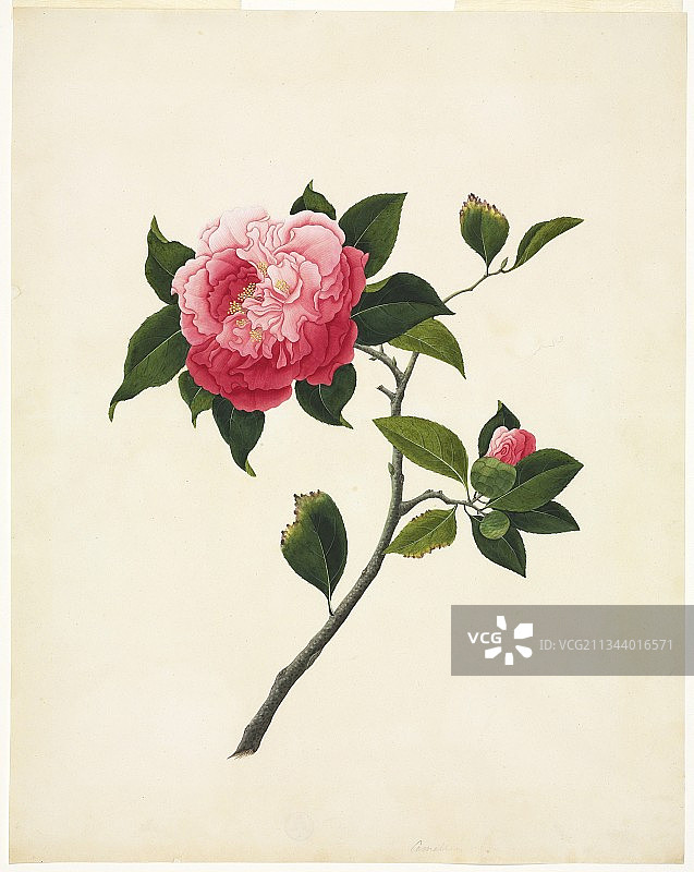 山茶花，19世纪艺术品图片素材