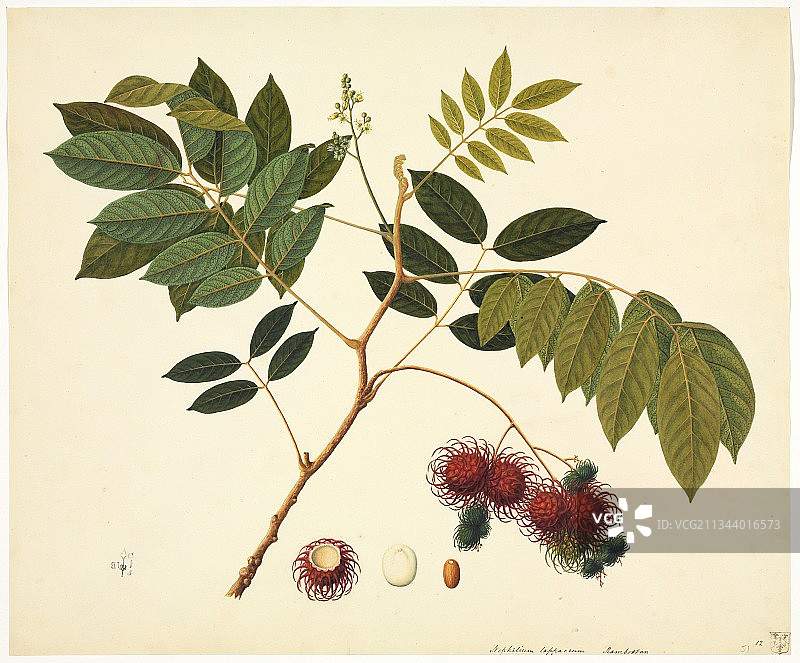 里夫斯植物艺术品，19世纪图片素材