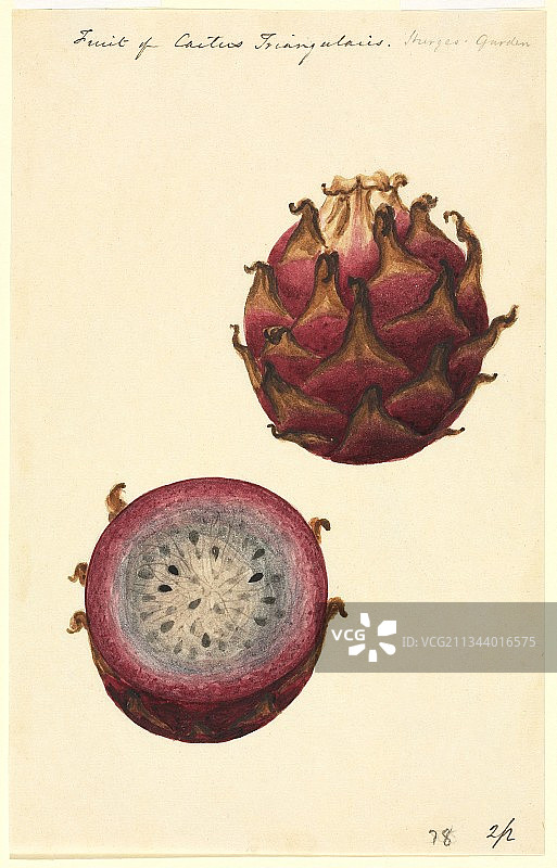 火龙果，19世纪画作图片素材