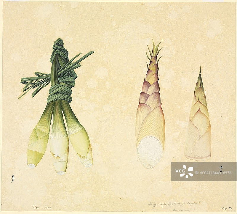 19世纪柠檬草艺术品图片素材