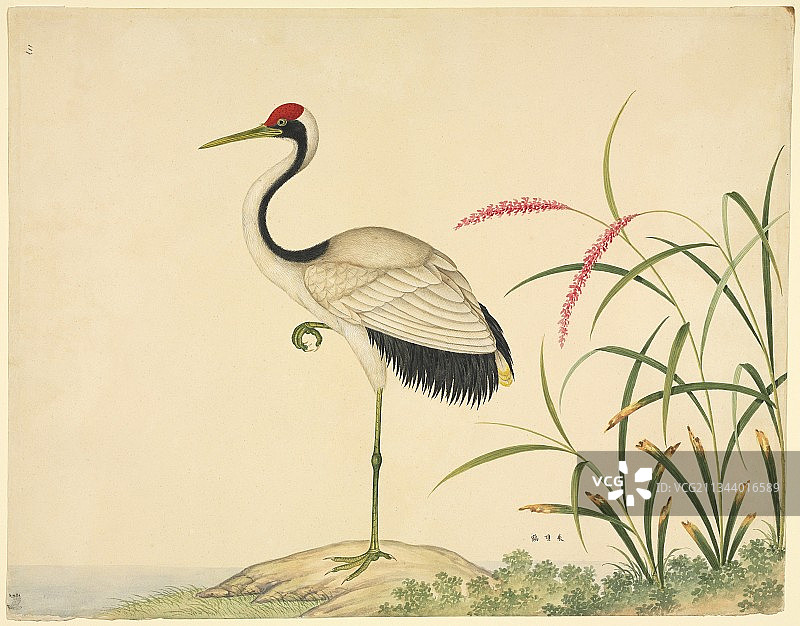 19世纪的丹顶鹤图片素材