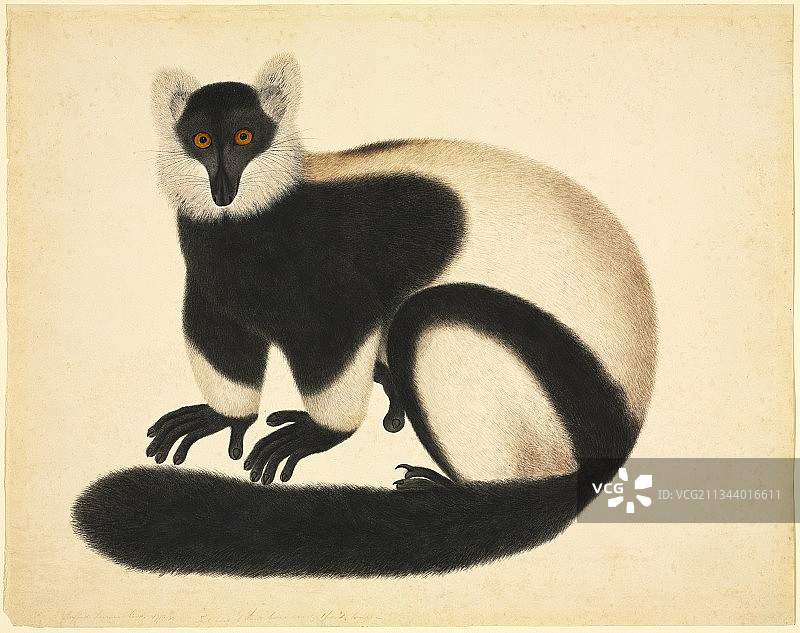 19世纪的褶皱领狐猴图片素材