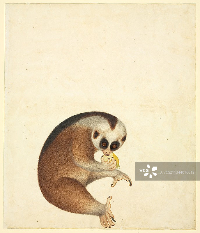 19世纪的蜂猴图片素材