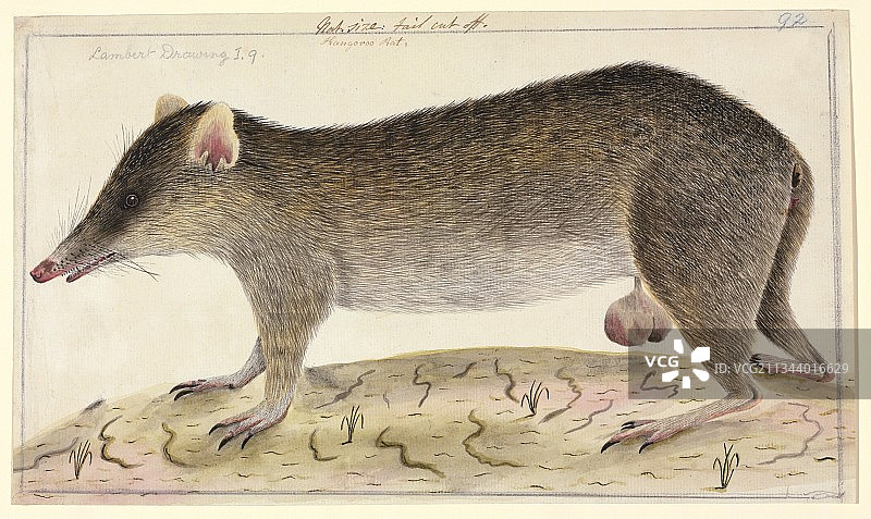 18世纪的长鼻袋狸图片素材