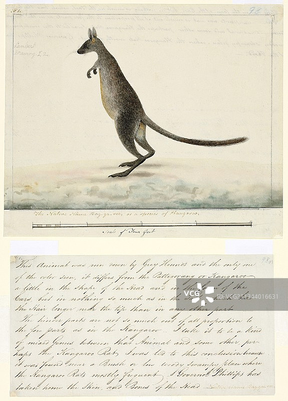 18世纪的沼泽沙袋鼠图片素材