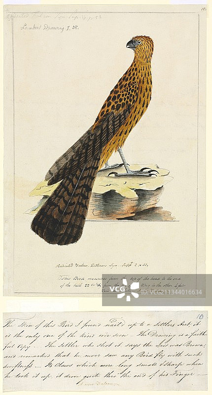 18世纪的红色苍鹰图片素材