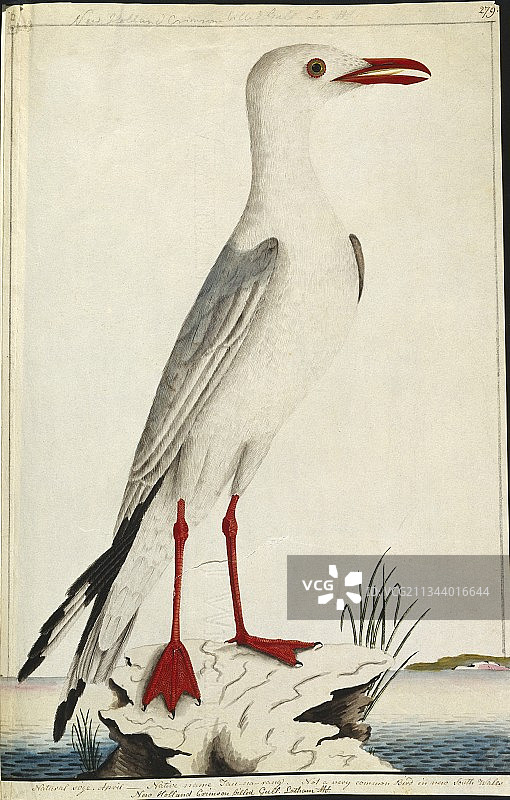 18世纪的银鸥图片素材