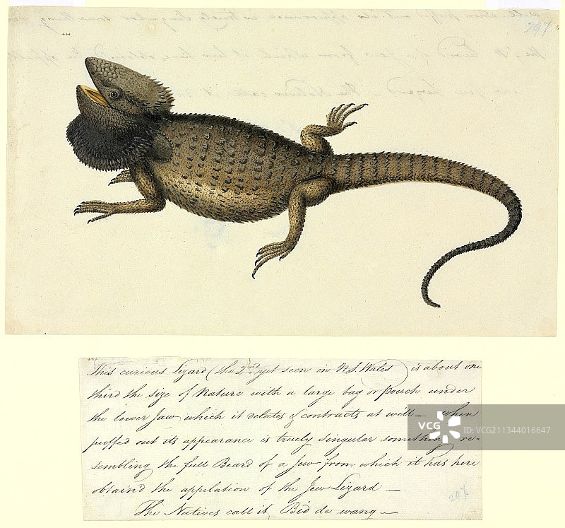 18世纪的东部髯蜥图片素材