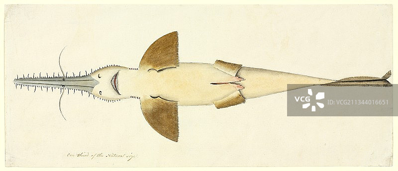 18世纪的长鼻锯鲛图片素材