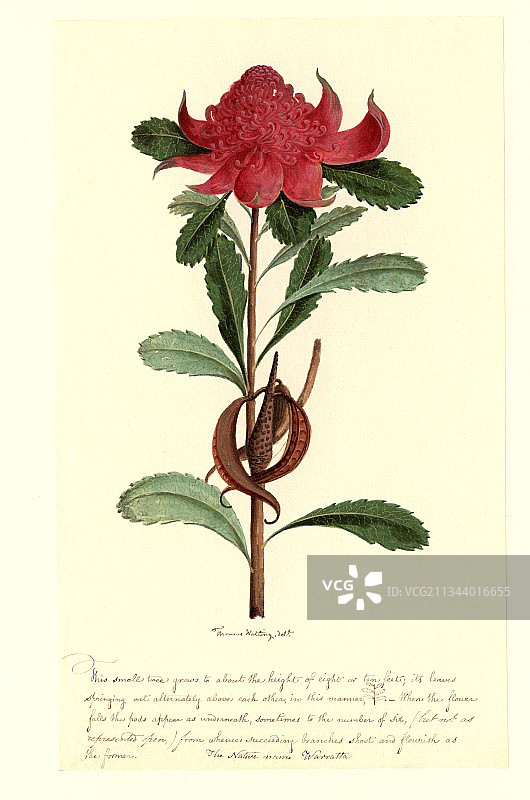 18世纪的澳洲火焰木图片素材