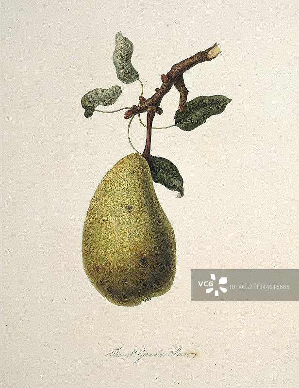 圣日耳曼梨图片素材