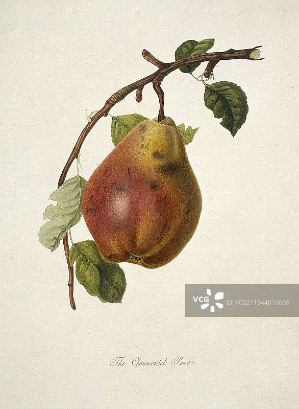 肖蒙泰尔梨（1818年）图片素材