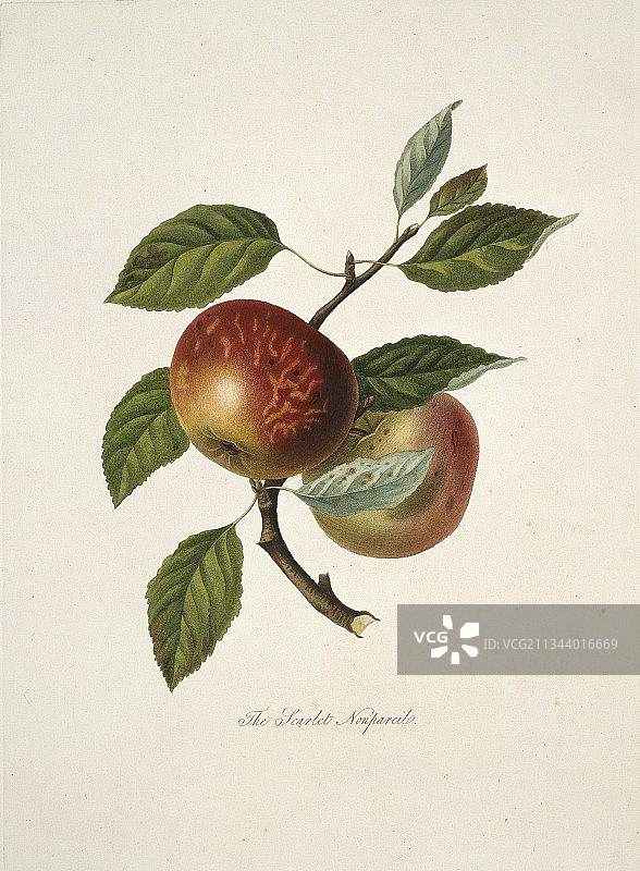 猩红无与伦比苹果 (1818)图片素材