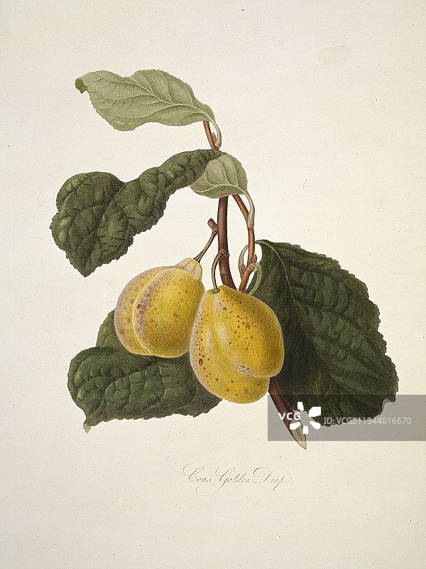 科氏金滴李子（1818年）图片素材