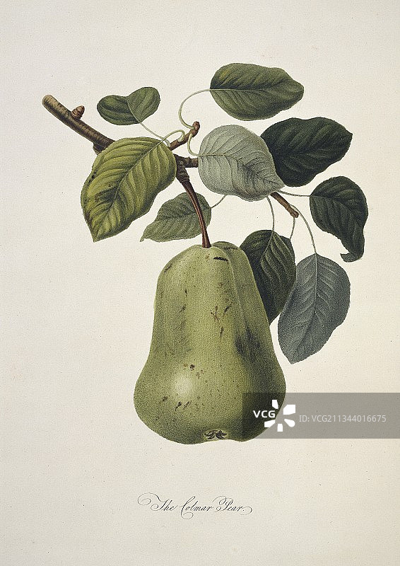 科尔马梨 (1818)图片素材