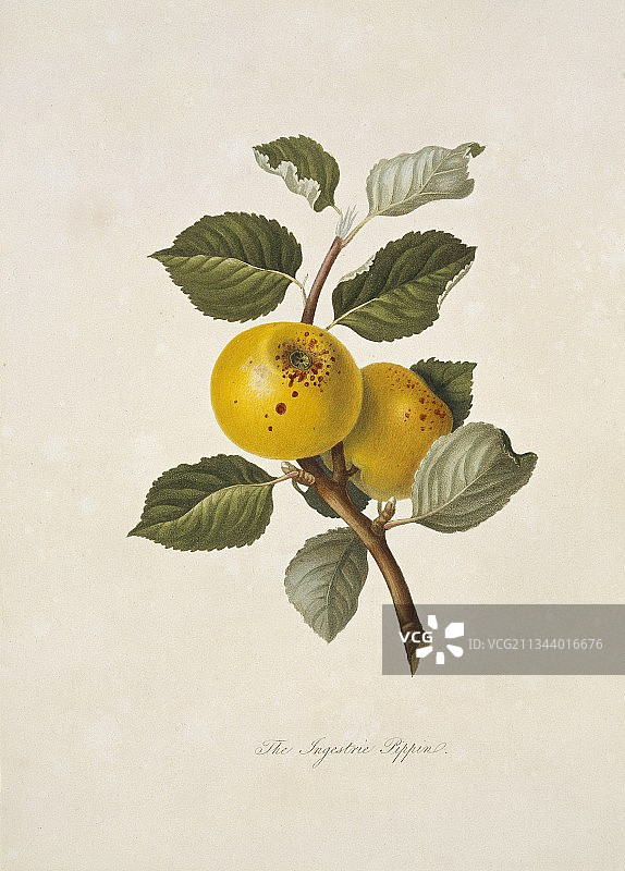 英格里斯翠黄苹果（1818年）图片素材