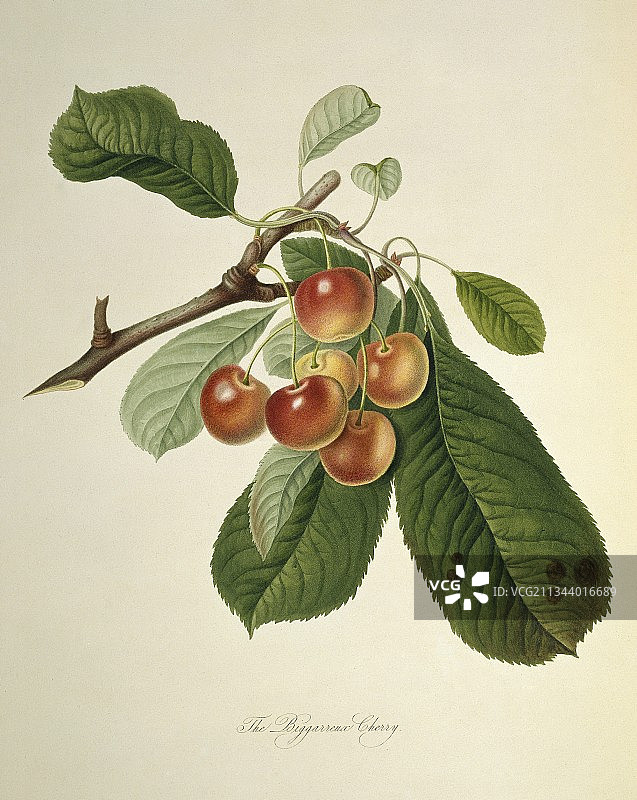 大紫樱桃（1818年）图片素材