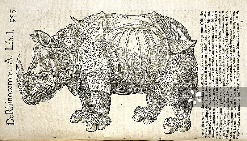 16世纪丢勒的犀牛图片素材