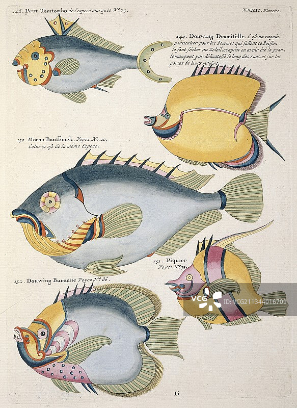 18世纪Renard的鱼类艺术品图片素材
