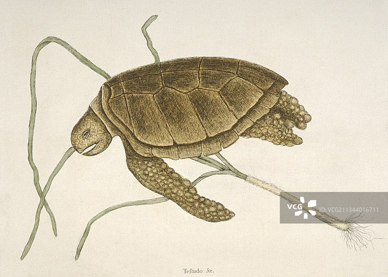 18世纪绿海龟图片素材