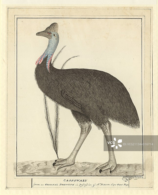 18世纪的南方鹤鸵图片素材