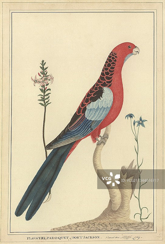 绯红玫瑰鹦鹉，18世纪图片素材