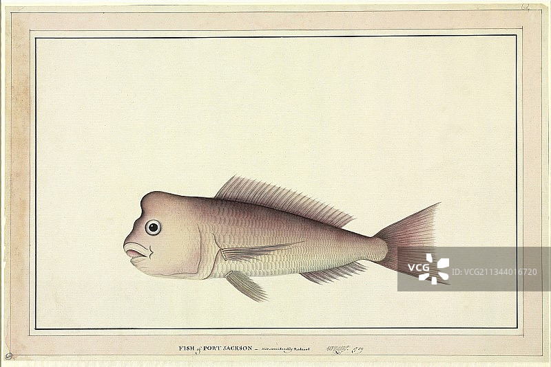 18世纪的红鲷鱼图片素材