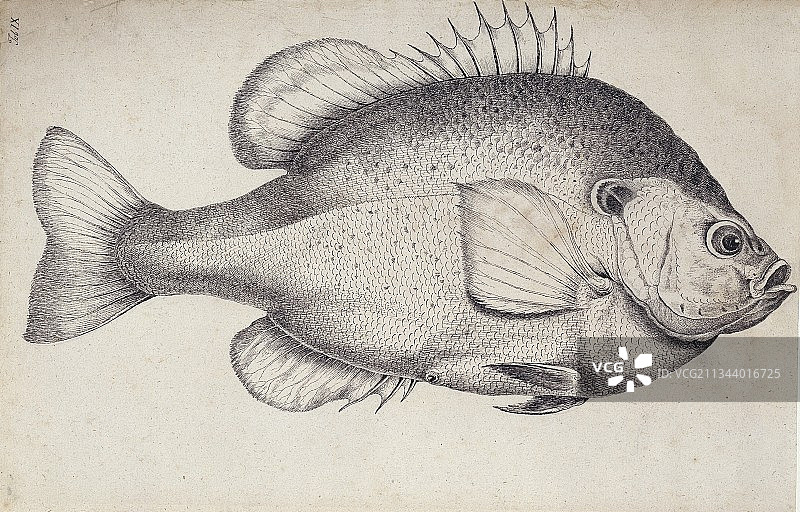 18世纪的红耳太阳鱼图片素材