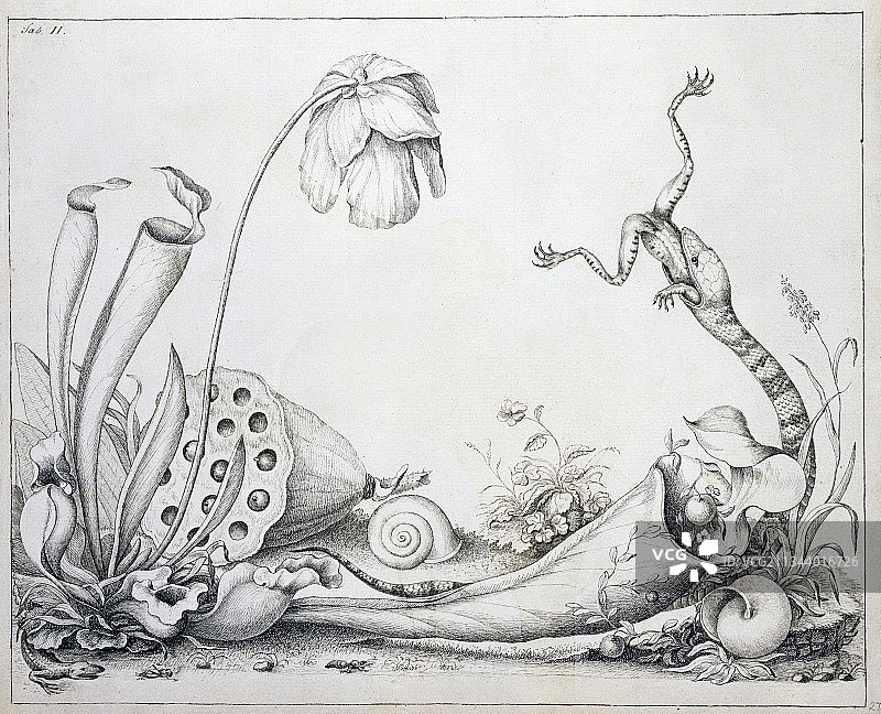 猪笼草和蛇，18世纪图片素材