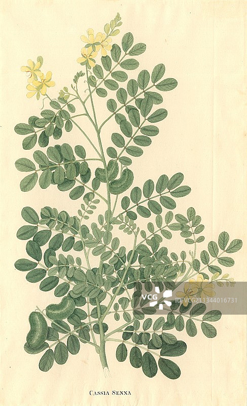 意大利锡叶番泻的历史画作图片素材