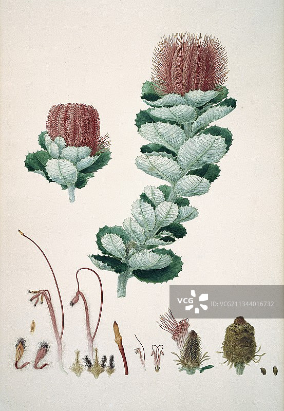 19世纪的 Banksia coccinea图片素材