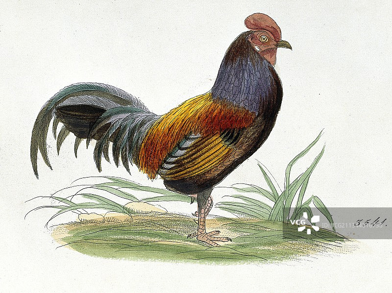 红原鸡艺术作品图片素材