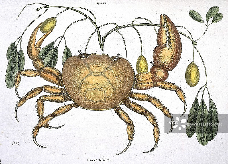 陆地蟹艺术作品图片素材