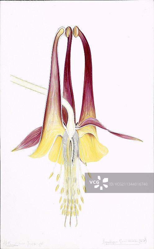 野生加拿大耧斗菜图片素材