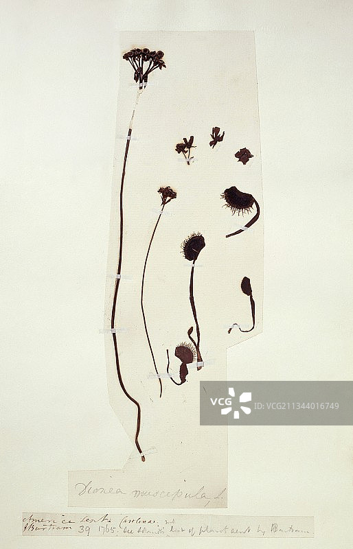 捕蝇草图片素材