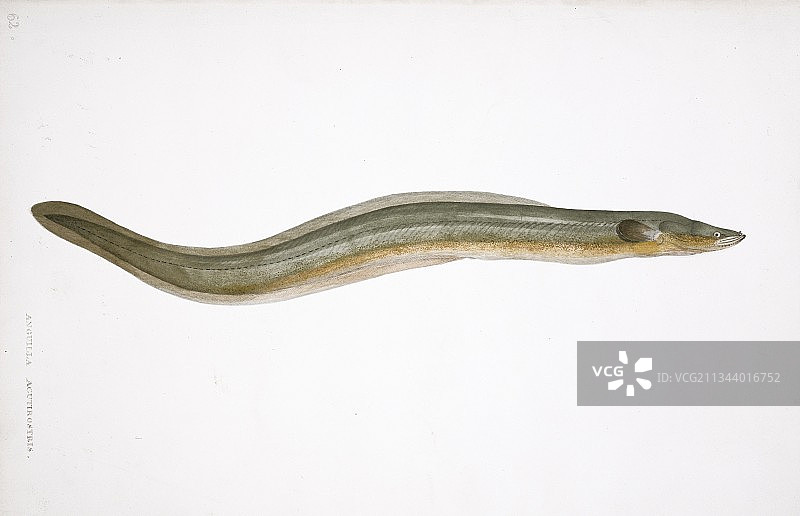 淡水鳗鱼艺术作品图片素材