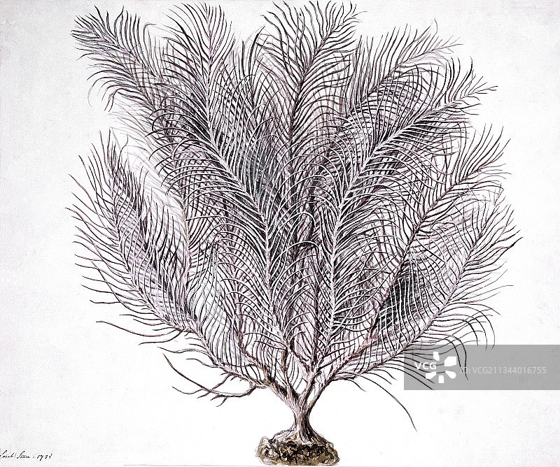 柳珊瑚艺术作品图片素材