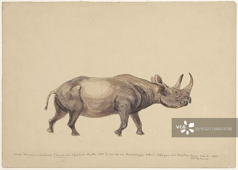 黑犀牛艺术作品图片素材