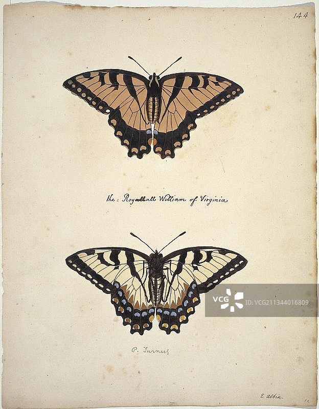 东方虎凤蝶艺术作品图片素材