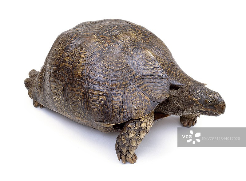 乌龟标本图片素材