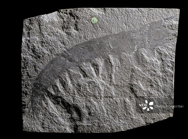 奇虾节肢动物化石图片素材