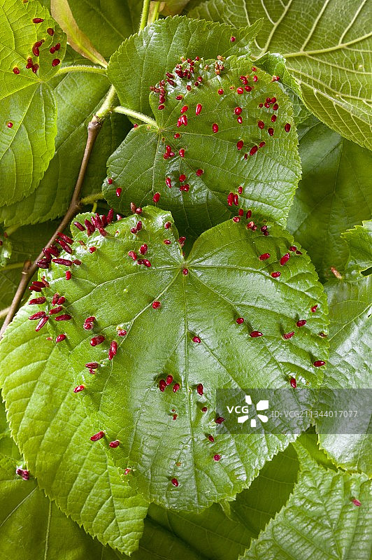 菩提树上的瘿螨图片素材