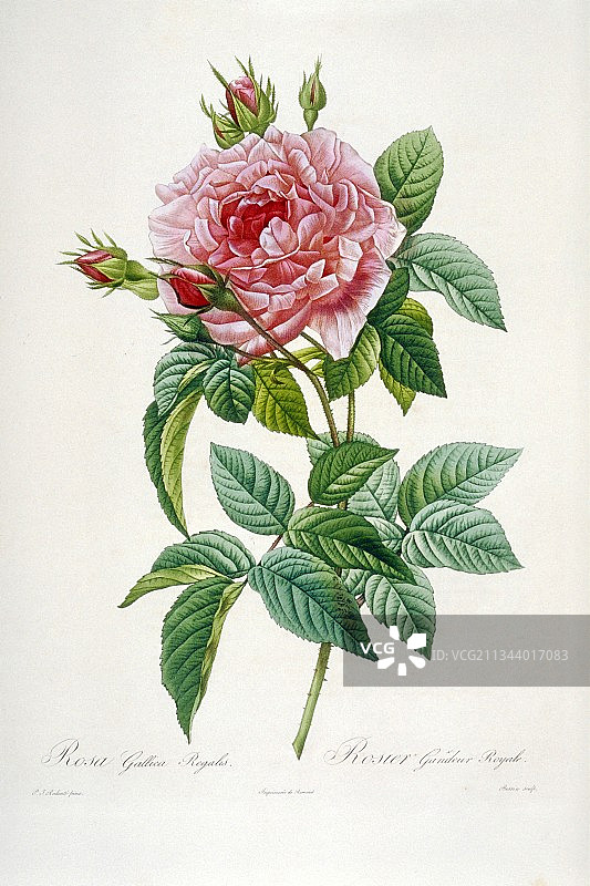 19世纪的法国蔷薇图片素材